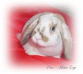 /album/filhotes-mini-lop/pou-24-04-15-jpg1/